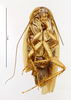 CollectionObject 1587657; MNHN(SF IMPORT DUPLICATE) MNHN-EP-EP1811, 0ffccb15-31c4-4b57-a221-07507755b7ca: CC BY-NC-ND 4.0/MNHN - Depraetere Marion - 2014. Paratype, female, of umbrina Princis, 1963. Specimen number: MNHN-EP-EP1811. http://coldb.mnhn.fr/catalognumber/mnhn/ep/ep1811. (CollectionObject).