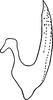 Aedeagus, lateral view on Dziwneono etcetera Dworakowska, 1972: Aedeagus, lateral view. (Observation).