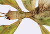 CollectionObject 1591364; 8549572b-4156-4cda-8976-627da83019ed: copyright IMQC Montreal. male head & thorax, dorsal view (holotype). (CollectionObject).