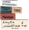 CollectionObject 1501742; 4dc6938a-d61c-4e18-83be-bdee46f3dcce, DORSA BT000032S01: labels (paratype). (CollectionObject).