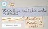 CollectionObject 1558030; b13e432c-573d-4544-bada-a88b6f3572c8: copyright Natural History Museum, London. female, data labels (syntype). (CollectionObject).;CollectionObject 1558031; e7723eee-9b4e-43ca-bac0-c5aad6b05318: copyright Natural History Museum, London. female, data labels (syntype). (CollectionObject).
