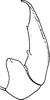 Aedeagus, lateral view on Exitianus attenuatus Ross, 1968: (Observation).