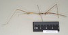 CollectionObject 1557074; e8824fa7-7bdd-4f78-b5d6-828855d146a0: copyright Natural History Museum, London. male, lateral view of Anophelepis telesphorus (syntype). (CollectionObject).;CollectionObject 1557075; 8e1aa3ad-4f20-40ea-8faf-7e21629869df: copyright Natural History Museum, London. male, lateral view of Anophelepis telesphorus (syntype). (CollectionObject).
