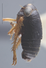 Habitus, lateral view: !! display not done !! on Driotura gammaroides (Van Duzee, 1894): Lateral. (Observation).
