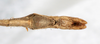 CollectionObject 1560427; bd11896f-e498-42f1-b959-c44f7049a332: copyright NMW, Vienna. male: end of abdomen, ventral view (syntype). (CollectionObject).;CollectionObject 1560428; e38535f2-096d-42a7-90c9-05a46b40f72a: copyright NMW, Vienna. male: end of abdomen, ventral view (syntype). (CollectionObject).