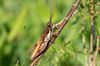 CollectionObject 1593882; 06e7d2fc-6c91-4de0-b596-99b8f00f2f15: male (SRB, Tara, 18.06.2021). (CollectionObject).