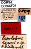 labels (syntype). Depicts CollectionObject 1580801; 426a6359-b73f-422c-8c6c-72e2f40eb13c, DORSA D036XF01, a CollectionObject.