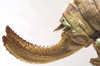 CollectionObject 1505866; 4a9fc905-6cd5-439c-806a-77207d09e73d: female ovipositor (syntype). (CollectionObject).