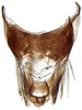 Pygofer, dorsal view: Neoaliturus carbonarius, pygofer, dorsally (INHS). (Observation).