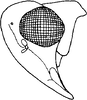 Head: head lateral. (Observation).