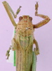 CollectionObject 1530754; 916ec881-3c56-481d-afe4-3f808b6ca382: male, dorsal view. (CollectionObject).