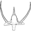 Aedeagus, ventral view on Chlorita (Chlorita) viridula (Fallén, 1806): Aedeagus, ventral view (Oland). (Observation).