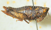 CollectionObject 1526831; ba5055e5-ad07-4767-82f5-fff6f40a7b42: female, lateral view (paratype). (CollectionObject).