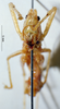 CollectionObject 1532847; NMW 3224891, d1b487f5-7152-4e67-82d8-da627a88caec: male frons (syntype). (CollectionObject).