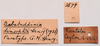CollectionObject 2057292; 69ffbda9-7a6a-42f0-bce6-7b64dcbce21f, CNMS 3679: labels (paratype). (CollectionObject).