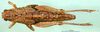 CollectionObject 1501410; 79da890b-58f0-4e9e-97aa-f5579a8c3a77, DORSA BA000500S01: female, dorsal view (holotype). (CollectionObject).