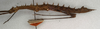 CollectionObject 1560165; f894a146-fd8e-4255-912f-3f45d251be4f: copyright NMW, Vienna. female, lateral view (syntype). (CollectionObject).;CollectionObject 1560166; cef25a65-8e6f-46f2-b314-4b300982cc5f: copyright NMW, Vienna. female, lateral view (syntype). (CollectionObject).