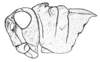 Conometopus ochraceus Blanchard, 1851: Fig. 11A. female head and pronotum, lateral view. (Otu).