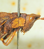 CollectionObject 1498705; c17090d7-5ef8-4672-a32b-f6e027c7f5c6: male head and pronotum, lateral view. (CollectionObject).