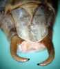 CollectionObject 1502543; ebb4be18-fb03-41a6-a217-9c532a24b9fb: male subgenital plate and cerci (paratype). (CollectionObject).