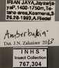 Other on Amberbakia Distant, 1912: Labels. (Observation).