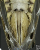 Ovipositor on Cosmotettix (Airosus) costalis (Fallén, 1826): Ovipositor. (Observation).