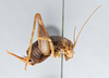 CollectionObject 2765496; 2fd6dfc6-4e66-4974-9960-094ab2467543, CNCI 311948: Ceuthophilus (Ceuthophilus) seclusus. Lateral view. (CollectionObject).