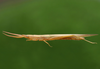 Leptysma filiformis (Serville, 1838): female. (Otu).