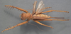 CollectionObject 1505901; 97b50376-d569-4871-88fb-1b544e278a35: female, dorsal view (paralectotype). (CollectionObject).