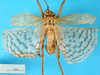 CollectionObject 1578131; 86317484-1fdc-45b0-93b6-4721746eac64: male, dorsal view. (CollectionObject).