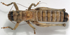 CollectionObject 1527098; efa9305f-2f9d-4000-809d-0ced1abfdcce: male, dorsal view (holotype). (CollectionObject).