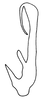 Aedeagus, lateral view on Costanana dunda DeLong & Freytag, 1972: Male: aedeagus, lateral view. (Observation).