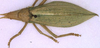CollectionObject 1517044; 9a464baf-c870-4e9c-adaa-0cb080b943dc: female, dorsal view (syntype). (CollectionObject).