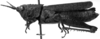 CollectionObject 1538326; 925cd9fe-8f9f-4ad6-a6bf-9d74abb5aeff: Image Carbonell, C.S. female, lateral view (holotype of Truxalis coriacea). (CollectionObject).