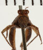 CollectionObject 1529915; NHRS NRM-ORTH 13053, 411db8bd-f5ac-4222-a188-61a5bf2b16bd: male, frontal view (lectotype). (CollectionObject).