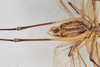 CollectionObject 1506587; 89ec8333-6d22-4e07-973b-8005501f7070: male, ventral view (syntype). (CollectionObject).