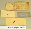 Gyna maculipennis (Schaum, 1853): Holotype, female, labels, reverse. BMNH(E)#878078. (Otu).