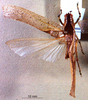 Eppioides malaya Hebard, 1922: male, dorsal view. (Otu).