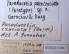 CollectionObject 1564887; c977f5de-ad7a-499b-9a7c-83c78d4efb4d: labels (paratype). (CollectionObject).