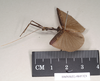 CollectionObject 1559093; f36c70cd-acc5-4588-b48e-fae8019a3fd9: copyright Natural History Museum, London. male, lateral view (syntype). (CollectionObject).