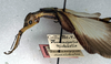 CollectionObject 1558262; NMW 248, 916c3b9f-3bca-4c13-bc55-9b87e7408acf: copyright NMW. female: head and thorax, lateral view (syntype). (CollectionObject).