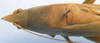 CollectionObject 1516877; 61997a7b-5b9e-4d2c-bd9d-5b94b9bfbb68: male, dorsal view (holotype). (CollectionObject).