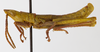 CollectionObject 1523774; 6130182b-7801-41bb-90c0-6edd1e3d4897: male, lateral view (holotype). (CollectionObject).