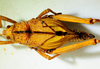 CollectionObject 1498830; 38abd980-a705-4fc3-8568-25bebe49a58c: 2012. female, dorsal view. (CollectionObject).