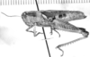 Dichroplus vittatus Bruner, 1900: female, lateral view. (Otu).