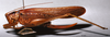 CollectionObject 1516502; c66829d3-e1c0-412d-901f-d5782b7e72bf: female, lateral view. (CollectionObject).