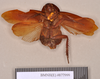 Fortiblatta brunnea (Burmeister, 1838): Holotype, female, ventral. BMNH(E)#877999. (Otu).
