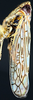 Habitus, lateral view on Discolopeus arctus Stiller, 2019: Habitus, female, lateral view. (Observation).