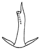 Aedeagus, posterior view on Chilenana chilena DeLong & Freytag, 1967: Male: aedeagus, posterior view. (Observation).