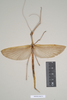 CollectionObject 1562007; bf9e0dbf-20a9-4e8b-ac10-07475d47ac89: copyright Natural History Museum, London. female of Necroscia carterus (syntype). (CollectionObject).